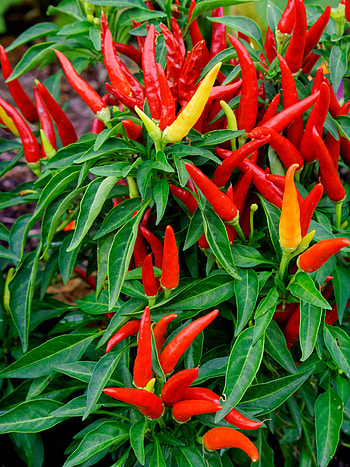 Plant, Chili Pepper HD phone wallpaper