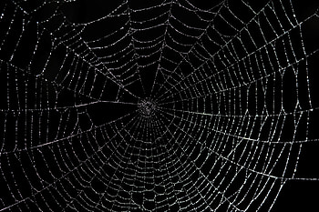 Large spider web-8147 | Stockarch HD wallpaper