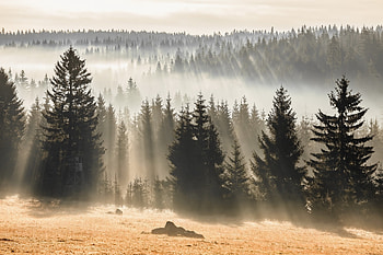 Fir tree collection, , Nature's beauty, Evergreen elegance HD wallpaper