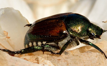Macro Beetle, bug, macro insect, macro bug, insect HD wallpaper