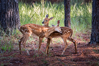 Fawns in a Forest, nature, forest, fawns, animals HD wallpaper