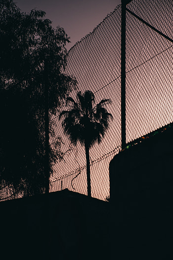 Night, Dark, Palm, Grid, Fence, Darkness HD phone wallpaper