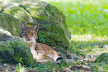 Animals, Grass, Stones, Iris, Predator, Moss HD wallpaper