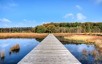 que jetty extending into a lush autumn forest reflecting in tranquil waters. HD wallpaper