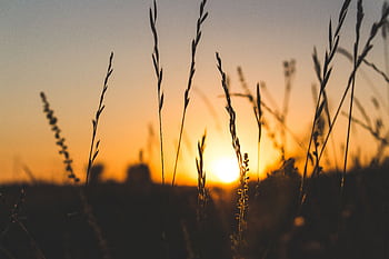 Silhouette of grass against a vibrant sunset in Bratca, Romania, capturing nature's serene beauty. HD wallpaper
