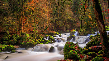 Autumn Forest, river, leaves, fall, colors, trees, rocks, stream, stones HD wallpaper