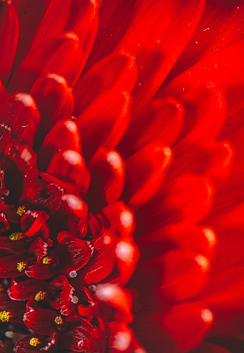 Close-up, Chrysanthemums HD phone wallpaper