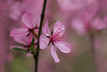 Drops, Flower, Macro, Branch HD wallpaper