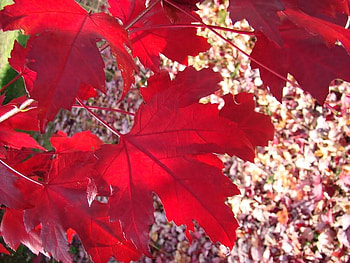 Red Autumn Leaves, trees, autumn, nature, sun, forest HD wallpaper
