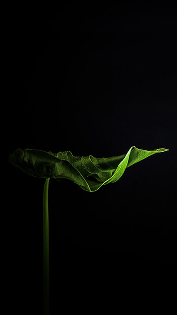 Big house plant, leaf HD phone wallpaper