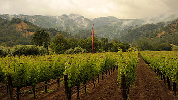The Klaus Umek Collection, Fine wines, Wine cellar treasures, Premium collection HD wallpaper