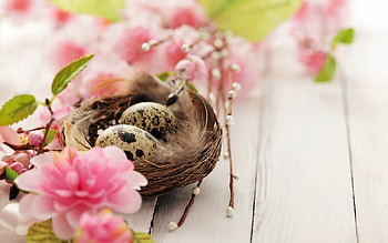 Happy Easter!, egg, white, spring, nest, pink, wood, flower, card, eater HD wallpaper