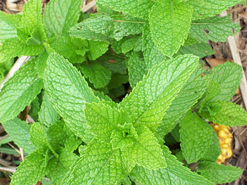 Leaf flower aroma, Organic peppermint, Aromatic herbal, Flowering plant HD wallpaper