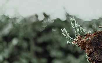 Leaves, Plant, Macro, Blur, Smooth, Sprouts HD wallpaper