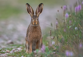Combatting hare coursing, Crime prevention, Private member's bill, Effective measures HD wallpaper
