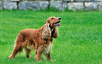 Animals, Grass, Fluffy, Dog, Curly, Redhead HD wallpaper