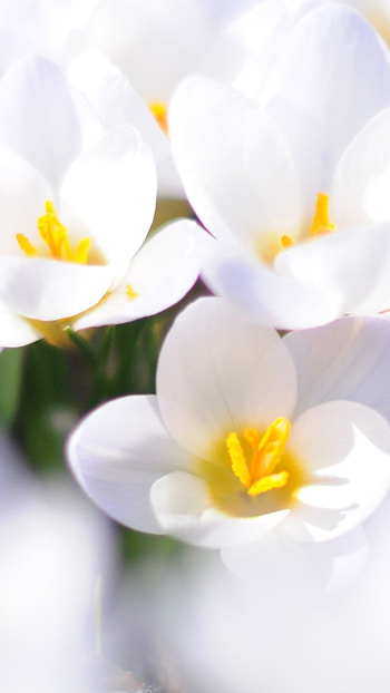 Spring Flowers, Spring, White HD phone wallpaper