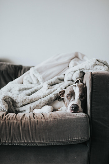Funny, Animals, Dog, Sofa, Sleeping, Bulldog, Asleep HD phone wallpaper