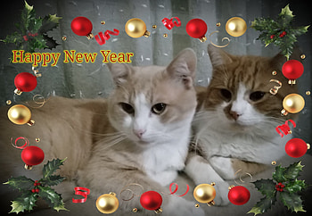 Merry Christmas, Winter, Holidays, Christmas, Cat s HD wallpaper
