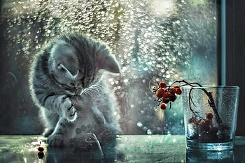 Cat at the Window, cute, Cat, Flower, Window HD wallpaper