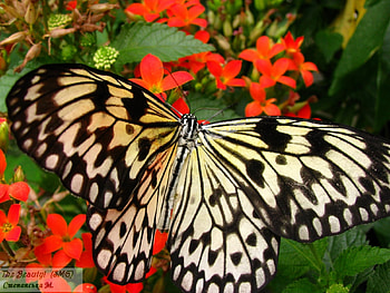 Butterflies, Insects HD wallpaper