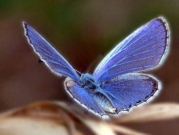 Patterns, Macro, Butterfly, Wings, Wave, Sweep HD wallpaper