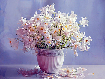 Just lillies, vase, white, flowers, lillies HD wallpaper