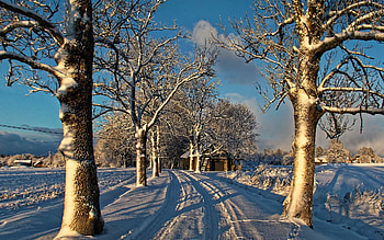 Winter Road in Latvia, Latvia, trees, road, snow, winter HD wallpaper