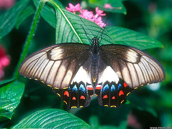 Orchard Butterfly, green leaves, flower HD wallpaper