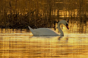 Swan, birds, animals, nature, water HD wallpaper