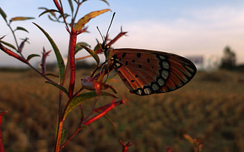 Macro, Branch, Flight, Butterfly, Wings HD wallpaper