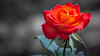 ORANGE ROSE, SOFT, PETALS, ROSE, ORANGE, COLOR HD wallpaper