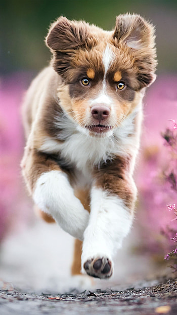 Pup ideas, Cute baby dogs, Playful companions, Heartwarming moments HD phone wallpaper