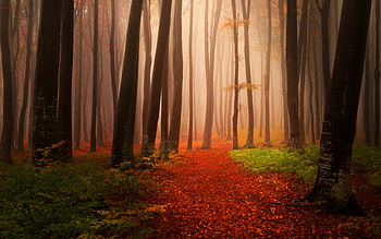 Autumn Starts Forest, autumn, forest, nature HD wallpaper