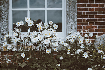 Flowers, Flower Bed, Flowerbed, Window HD wallpaper