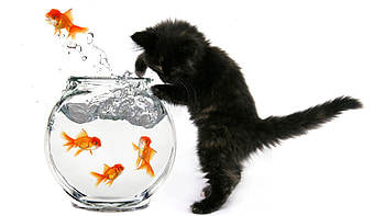 So wet!, kitten, golden, white, black, situation, cute, cat, pisica, summer, funny, fish, water, aquarium HD wallpaper