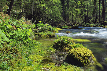 Nature, Landscape, Rivers, Forest HD wallpaper