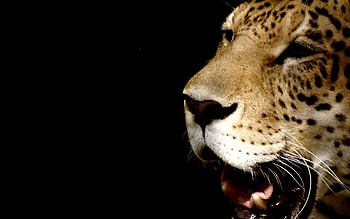 Leopard head, beautiful, black, wild, big cat HD wallpaper