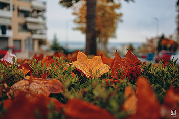 Autumn, Leaves, Macro, Foliage HD wallpaper