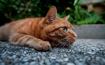 Animals, Cat, To Lie Down, Lie, Muzzle, Hunting, Hunt, Curiosity HD wallpaper