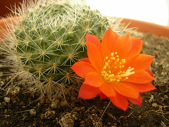 2 pitici, floare, incantare, orange, cactus HD wallpaper