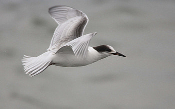 Beak, Animals, Bird, Flight HD wallpaper