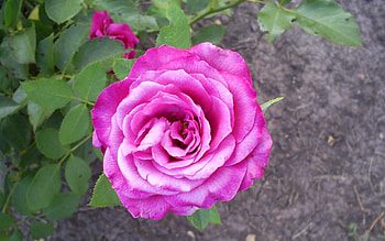Plants, Flowers, Roses, Violet HD wallpaper