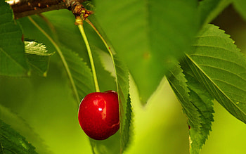 Cherry, Leaves, Macro, Branch, Berry HD wallpaper