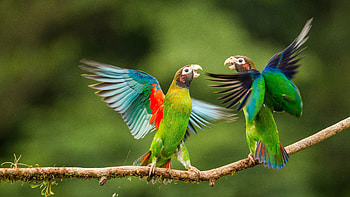 Parrots laptop , backgrounds, , Colorful HD wallpaper