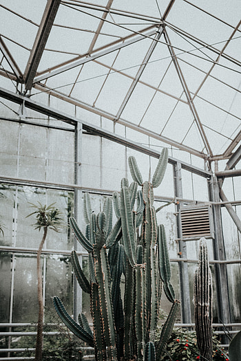 Plant, Miscellanea, Miscellaneous, Cactus, Succulent, Greenhouse HD phone wallpaper