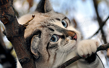 Animals, Snow, Branch, Paws, Pink Nose, Blue Eyes HD wallpaper