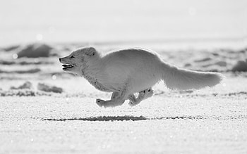 Monochrome, Arctic Foxes HD wallpaper