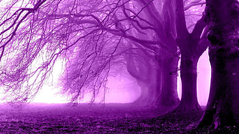 Purple morning in the forest, morning, graphy, , colors, purple world, nice, fog, 1920x1080, foggy, trees, , silhouette, white, grass, purple, pink, renderized, branches, cool, view, smoke, nature, leaf, , forest, splendor, foliage HD wallpaper