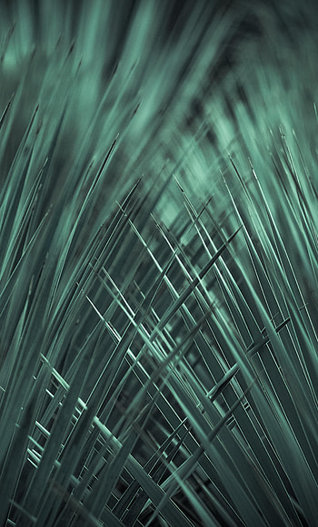 Nature, Grass, Macro, Weave HD phone wallpaper